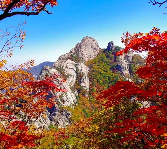 【高雄出發】秋楓雪嶽山５日(彩妝1站)~雪嶽山.海棠鳥園.龍門寺.穿韓服遊景褔宮.洗美苑.銀杏大道.保證2晚四星等級飯店