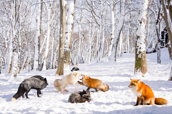 【日本】早鳥第二人減兩千-東北藏王樹冰三溫泉5日.藏王狐狸村.銀山溫泉.雪中採草莓.螃蟹饗宴.猊鼻溪雪見舟.大內宿