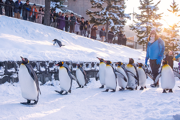 【日本】雪戀北海道5日.函館夜景纜車.爆萌企鵝.玩雪三合一.浪漫小樽運河.洋菓子下午茶.洞爺湖.札幌白雪彩燈.三大螃蟹吃到飽