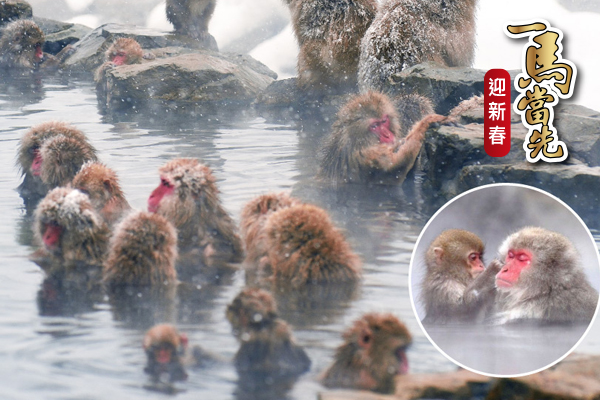 【日本】金馬迎新春-北陸戲雪三溫泉5日.雪猴泡湯奇景.童話合掌村.飛驒高山.松本城.螃蟹吃到飽.懷石料理.百選溫泉