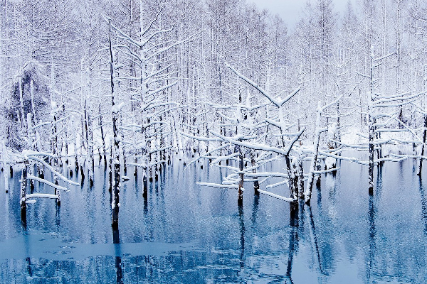 【日本】雪國奇幻滑雪5日.手稻滑雪場一日.雪白美瑛青池.札幌燈節.旭山動物園.小樽運河遊船.雪上7合一體驗