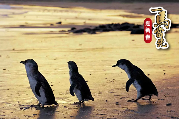 一馬當先迎新春【金色汶萊+墨爾本】醇旅行雙國8日-大洋路&酒莊&觀景台、紅樹林生態&水上人家