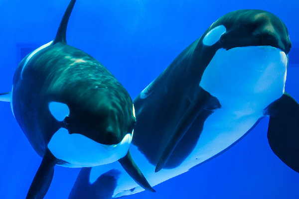 金馬迎春星雪戀活力關西5日