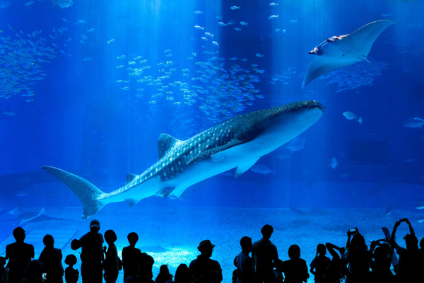 【金馬迎春第2人折4000】沖繩５日