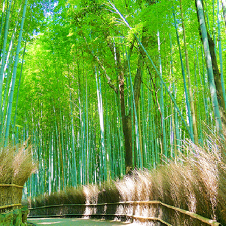 【FUN暑假兒童折萬】超值關西印象5日~環球影城.世界遺產清水寺.千本鳥居.奈良小鹿.嵐山渡月橋.和牛伊勢龍蝦相撲鍋
