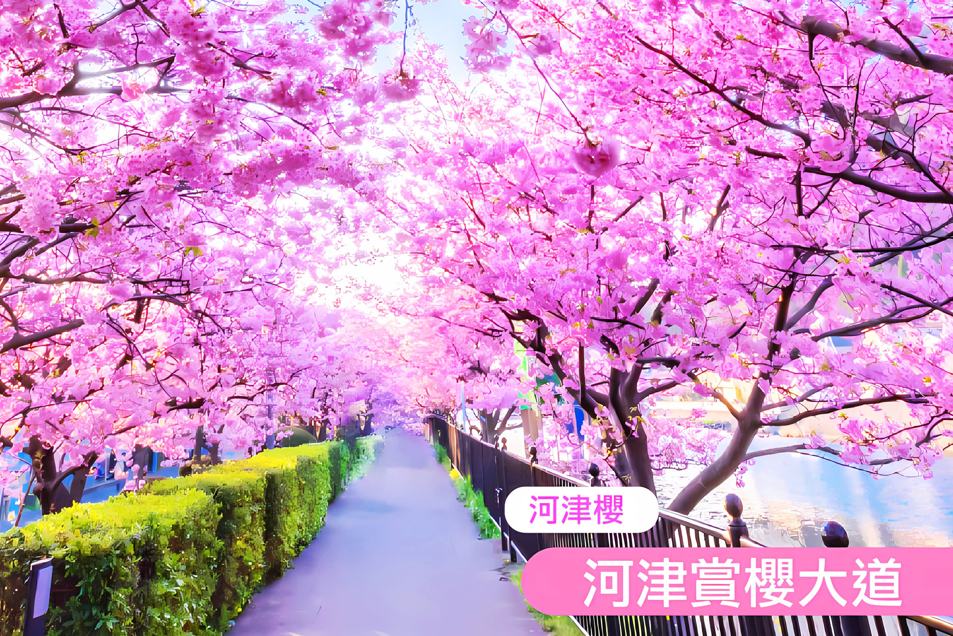 粉櫻盛宴》東京伊豆百選銀水莊5日