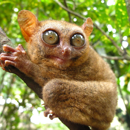 RW直飛薄荷島~玩樂六日（2人成行）