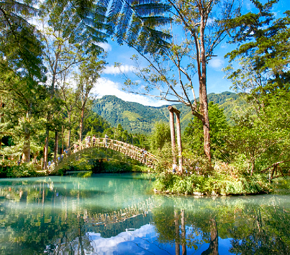 夏日森呼吸溪頭.竹山紫南宮.彩繪DIY.杉林溪賞花.藏傘閣.銅鑼茶廠２日(台北/桃園)