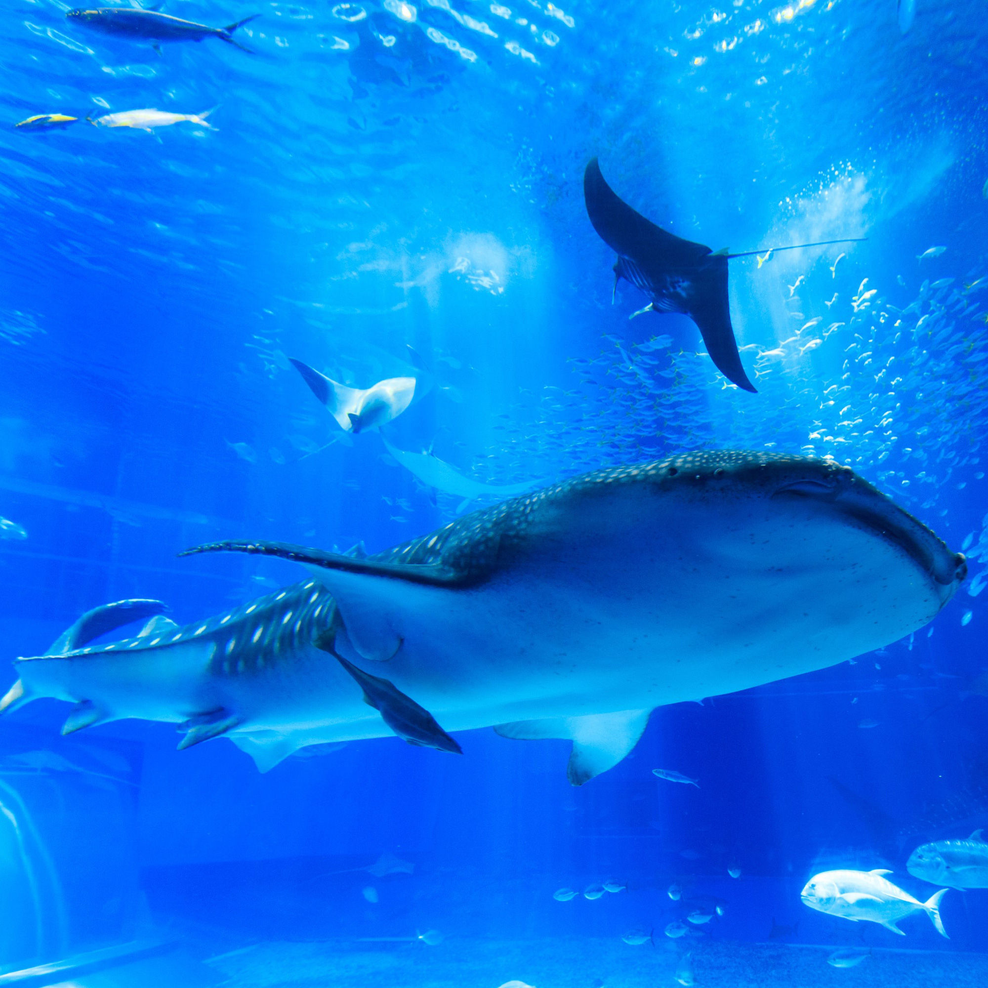 【限時限量】微醺沖繩4日-世界最美之海水族館.半潛水艇.玉泉洞.泡盛工廠見學.蒸氣海鮮.燒肉吃到飽