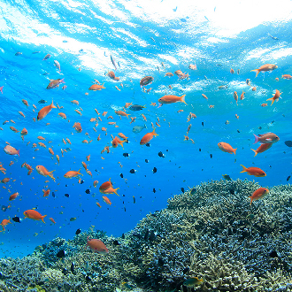 	ITF搶購沖繩4日.世界最美之海水族館.星野下午茶.系滿漁市海鮮‧愛購暢遊(贈送一日單軌電車卷)