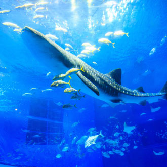 【高雄出發】蔚藍沖繩4日.玉泉洞大鼓秀.美之海水族館.古宇利大橋.貓咪之島.半潛水艇.燒肉吃到飽