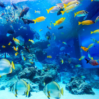 戀上彩燈沖繩4日.東南植物園.世界最美之海水族館.美國村點燈.玉泉洞大鼓秀.沖繩OUTLET.升等A檔海邊飯店


