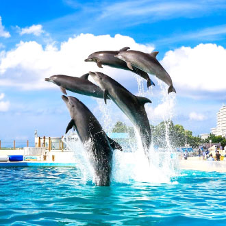 高雄出發彩燈沖繩5日.A級升等海邊飯店.美之海水族館.琉球文化.玻璃潛水艇.東南植物燦爛.人氣蒸氣海鮮無限放題