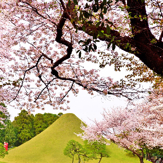 南九州指宿砂浴.鹿兒島熊本賞櫻5日.一心行大櫻.櫻島渡輪.仙嚴園.抹茶體驗.熊本城.三晚溫泉(熊本進出)