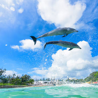 [線上旅展第二人折2000]九州海豚雙溫泉5日.南阿蘇鐵道火車.稻佐山纜車.日田老街.酒藏見學.長崎三大夜景.釣魚茶屋居酒屋
