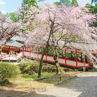 櫻浪漫南北九州雙溫泉5日.球磨川遊船.櫻島火山渡輪.系島秘境.熊本城.仙巖園.砂浴體驗.火山口湖.黑毛和牛燒肉吃到飽