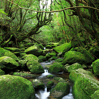 九州秘境屋久島5日-五星魔法仙境千年屋久島.千年衫道‧白雲水峽.櫻島渡輪.指宿砂浴體驗(鹿兒島進出)