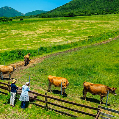 【線上旅展】經典山陰山陽四國雙溫泉6日.柯南列車.注連繩體驗.稻佐之濱.出雲大社.鳥取砂丘.由志園.手作烏龍麵.栗林公園