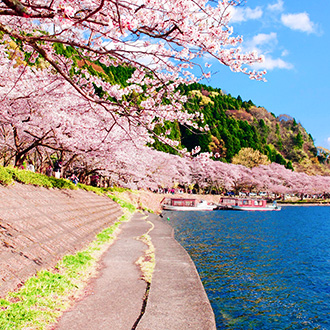 星櫻戀美的傳說關西5日.福井萬怡.三方五湖.足羽川櫻花大道.東寺夜櫻.海津大崎.近江牛螃蟹敘敘苑燒肉