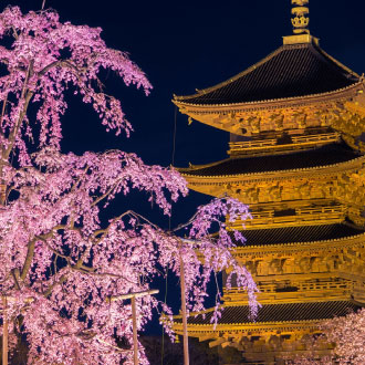 超印賞櫻百選京阪5日.米其林料理.螃蟹吃到飽.和服體驗.夜櫻東寺.夢幻粉櫻背割堤.蹴上鐵道.水上巴士.清水寺