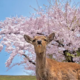 絕景丹後關西三都5日~秘境天橋立纜車.伊根灣遊船.美山合掌村.宇治平等院.奈良小鹿.和牛吃到飽,海鮮美食