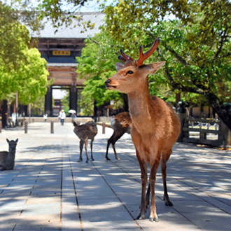 【限時限量】浪漫名阪6日～御在所纜車.近江八幡.清水寺.兩晚京都風情.(高雄出發)
