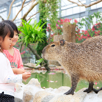 FUN暑假超級星體驗關西四都5日須磨虎鯨海洋世界.壽司體驗.神戶動物王國.奈良小鹿.米其林嵐山.金閣寺.燒肉美食