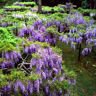 浪漫紫藤溫泉立山黑部5日~兼六園.上高地.白川鄉合掌村.奈良紫藤.雪之大谷.和牛燒肉吃到飽
