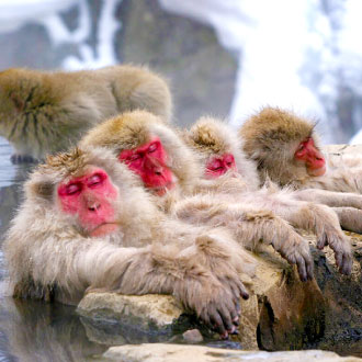 早鳥優惠兩千金馬迎新春北陸戲雪5日.雪猴泡湯奇景.童話合掌村.飛驒高山.松本城.螃蟹吃到飽.懷石料理.下呂名湯.三溫泉