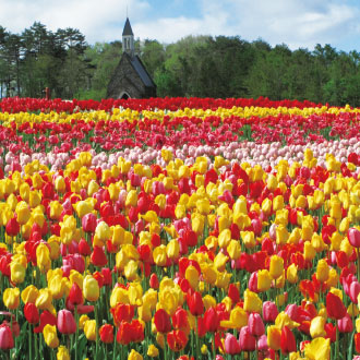 立山黑部雪牆鬱金香雙溫泉5日.雪之谷.米其林合掌村.藝妓花街.和服體驗.兼六園.上高地.國寶犬山城.燒烤吃到飽
