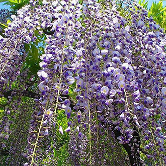 浪漫藤花雪牆5日～紫藤花曼陀羅寺.立山黑部.合掌村.上高地.烤仙貝體驗.名古屋萬怡(小松進出)