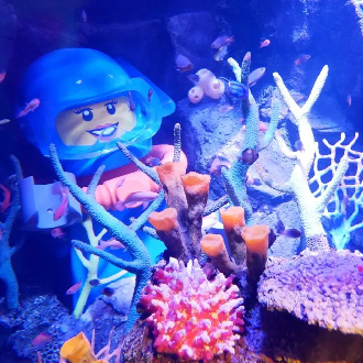 兒童不佔減1萬FUN暑假北陸5日.恐龍博物館.名古屋水族館.合掌村.絕景上高地.燒肉吃到飽