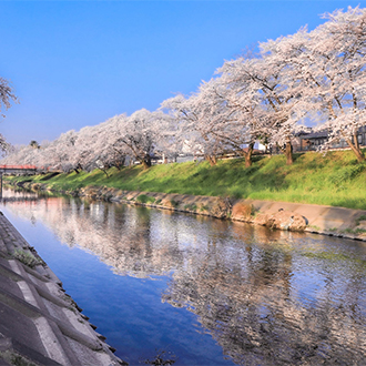 北陸松川櫻吹雪5日.升等一晚五星飯店.四季彩館.松川遊船櫻花隧道.隈研吾花見茶屋.金箔冰淇淋.合掌村.鰻魚螃蟹.雙溫泉