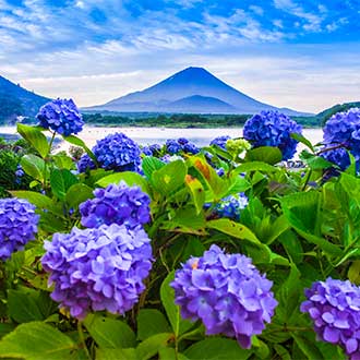 探索日本之最~富士山登頂.山中湖遊覽船.西湖療御之里根場.大石公園繡球花溫泉5日