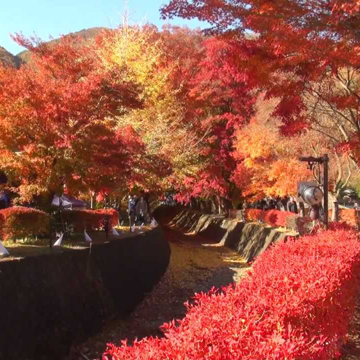 【紅葉絮語·東京賞楓遊】.紅葉回廊.曬柿景香.長瀞川遊船.米其林月之石公園.最美峽谷.御岳昇仙峽纜車.江戶料理