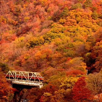 【紅葉特惠選】高雄出發.富士山6日.紅葉觀景纜車.紅葉迴廊.神宮外苑.敘敘苑燒肉.螃蟹放題.華航