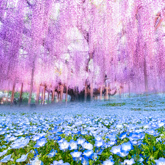 絕美東京立山黑部雪壁7日.白馬秘境+足利紫藤花+富士芝櫻.上高地.米其林合掌村.輕井澤.藍寶石青木湖.海鮮螃蟹自助餐