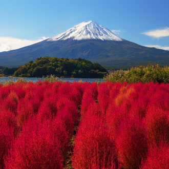 【秋戀關東5日】常陸海濱公園~波波草或波斯菊~雲場池雙絕景.日光東照宮.地下神殿~大谷資料館