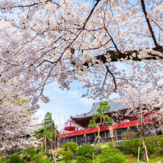 【高雄出發】東京櫻映富士溫泉5日.日本櫻花百選.千鳥之淵櫻步道.晴空塔.鐮倉古都漫遊.御殿場OUTLET