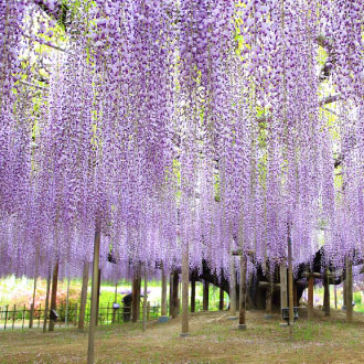 花現立山黑部5日~富士山.足利花卉.富士芝櫻.合掌村.飛驒牛肉.雙溫泉(中華）