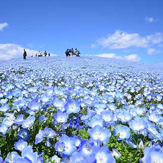 花海浪漫關東5日足利紫藤花卉.沁藍粉蝶花.富士芝櫻.長瀞泛舟輕井澤