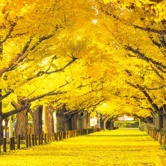 【秋楓東京溫泉5日】輕井澤雪場池.富士山景觀纜車.河口湖紅葉迴廊.川越老街.明治神宮外苑.採果趣