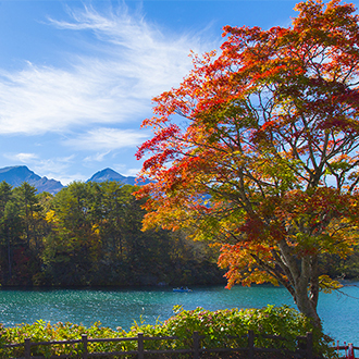早鳥折兩千楓采東北雙溫泉5日.採果樂.只見線鐵道.銀山溫泉.吾妻天空.合掌村.五色沼.松島遊船.藏王狐狸村(新潟進仙台出)