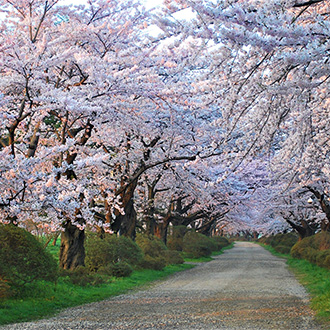 賞櫻清倉~東北夢幻-奧入瀨溪流.弘前城.猊鼻溪遊船.銀山溫泉.秋田列車.北上櫻並木溫泉5日