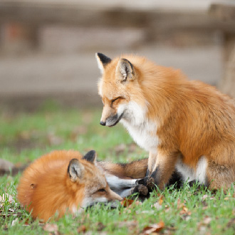 春季線上旅展元氣東北自由行5日.四晚連泊仙台市區飯店一中床(送網卡一張5G)仙台進花卷出