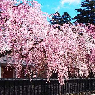 東北櫻花物語三溫泉5日.弘前櫻吹雪.津輕櫻花鐵道.銀山溫泉.北上展勝地.螃蟹吃到飽.(花卷進仙台出)