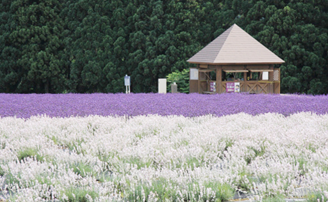 薰衣草花田