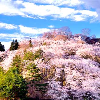 春櫻戀花卷東北5日.櫻花角館.由利高原列車.銀山溫泉.狔鼻溪遊船.北上展勝地.螃蟹美食三溫泉(仙台進花卷出)