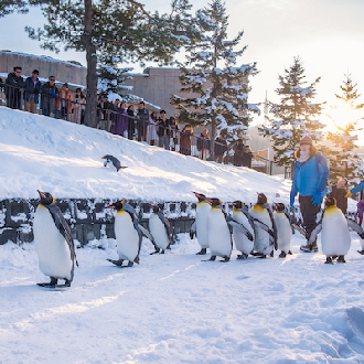 冬雪繽紛北海道三溫泉6日.企鵝遊行.雪上活動7合1.小樽運河遊船.函館百萬夜景纜車.熊牧場.洞爺湖彩燈燦爛