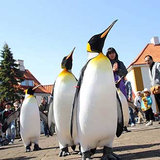 星宇北海道三溫泉5日．尼克斯企鵝遊行．函館百萬夜景．登別地獄谷．大沼國定公園．金森紅磚倉庫．三大蟹吃到飽